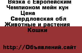 Вязка с Европейским Чемпионом мейн кун › Цена ­ 15 000 - Свердловская обл. Животные и растения » Кошки   
